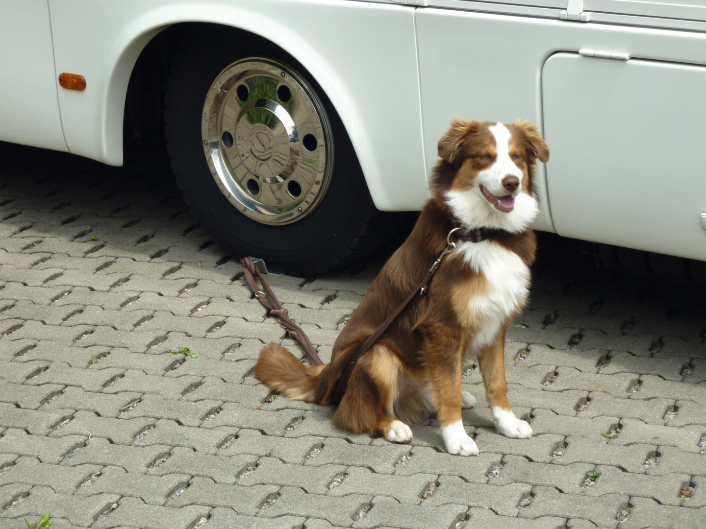 Dog-Sitter